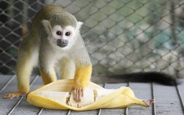 Челябинский зоопарк сознался в подмене сбежавшей обезьянки
