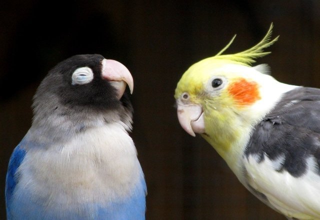 Парк флоры и фауны "Роев ручей" продает попугаев