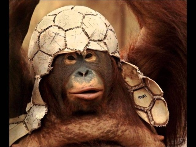 2 апреля в челябинском зоопарке устроят День смешных шапок