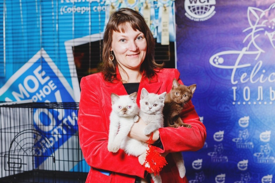 Светлана с котятами-британцами: Агата Happy Plush, Алия Happy Sacura и Амалия Happy Smile. 