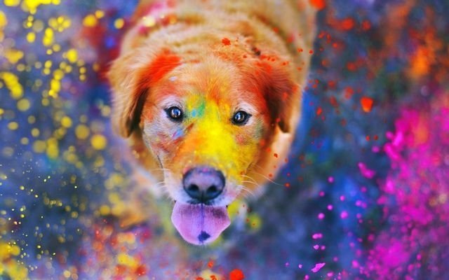 2 июля в Челябинске пройдёт парад разноцветных собак