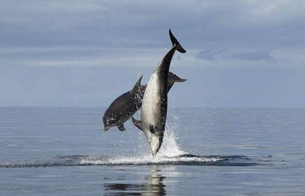 В Челябинске могут построить дельфинарий. Гнева и печали пост
