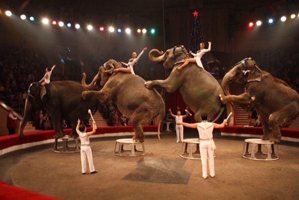 В эти выходные пройдут последние представления Цирка больших зверей братьев Гертнер