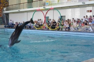 Шоу дельфинов «Казанские каникулы» 