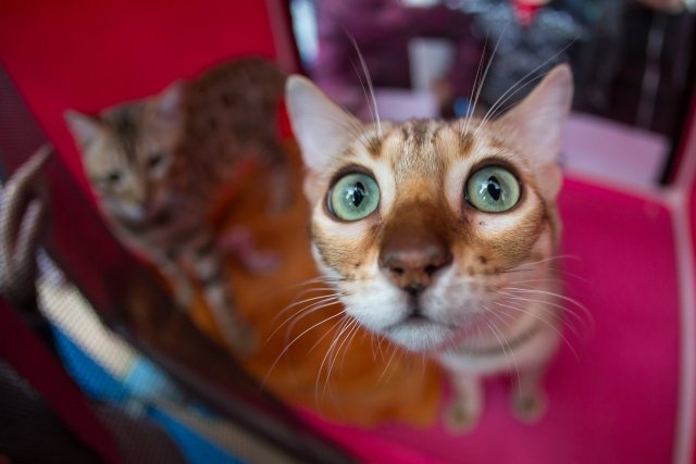 В самарском торговом комплексе откроется выставка кошек