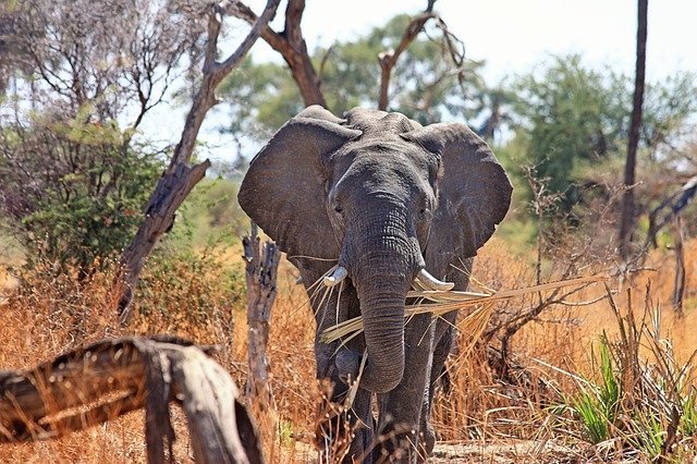 Фотография африканского слона
