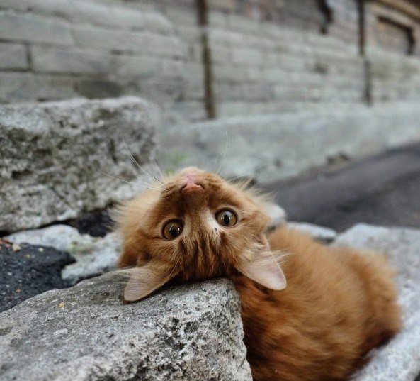 У самарских бездомных кошек появился свой аккаунт в Instagram