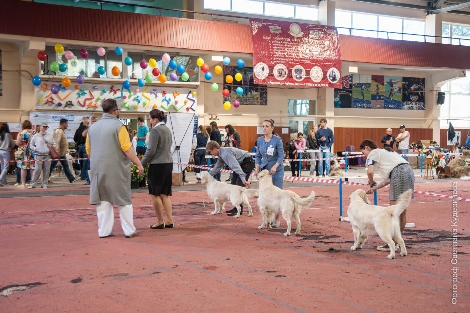 Интернациональная выставка собак всех пород