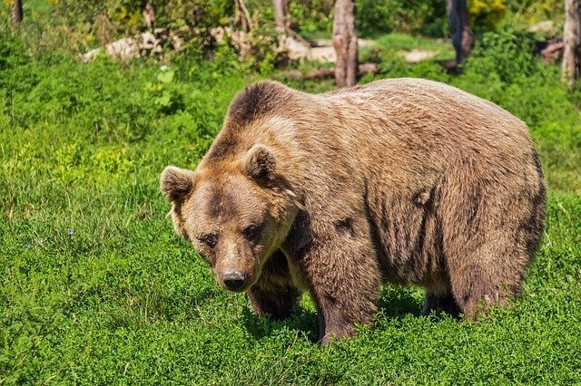 Вход в часть красноярского заповедника «Столбы» ограничили из-за медведей