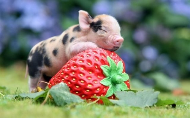 В Белгороде выведут новую породу свинок
