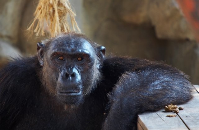 Жителей екатеринбургского зоопарка ждет переселение