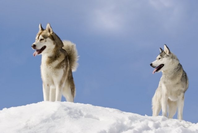 Рождественские гонки на упряжках собак «Северное сияние» пройдут в Екатеринбурге