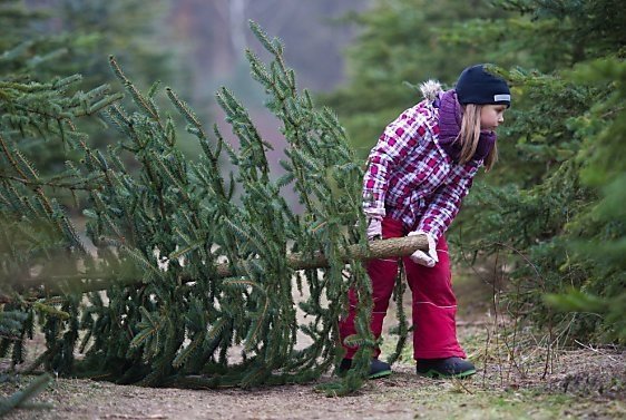 Купить живую елку тюменцы смогут уже на этой неделе