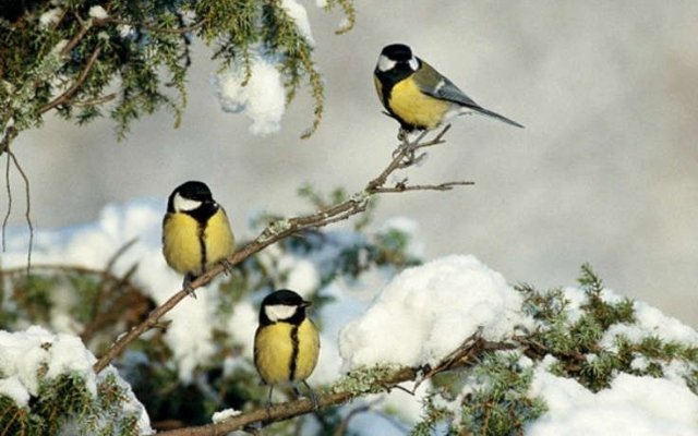 В Уфе пройдет экологический стритарт-квест «Вижу птиц»