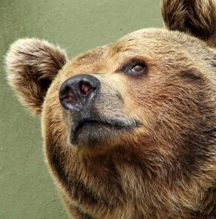 В Самаре отметят день рождения Умки