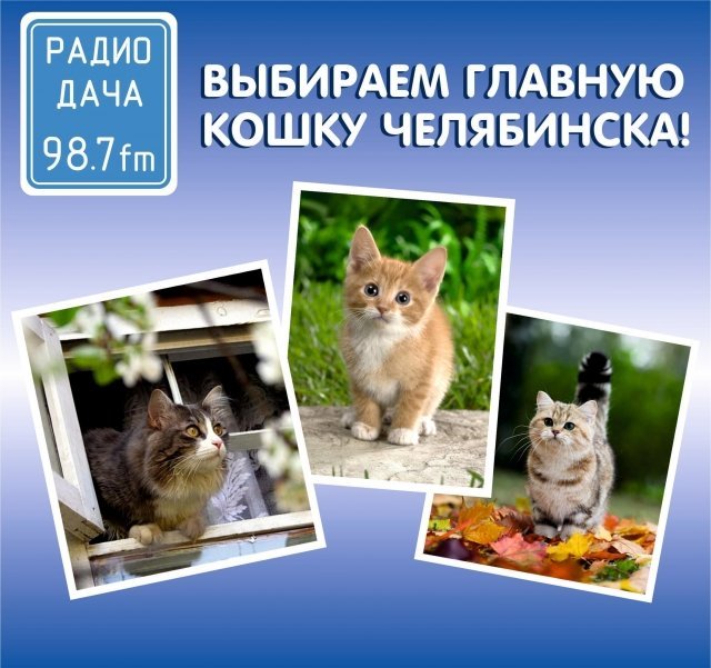 В Челябинске выбирают главную кошку города
