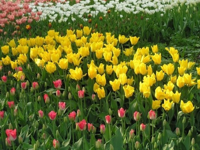 В «Аптекарском огороде» пройдет XVII Весенний фестиваль цветов.