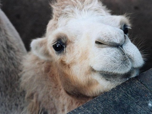 В Тюменском зоопарке родился верблюжонок Апрель