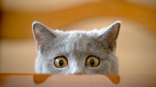 Кошкин дом