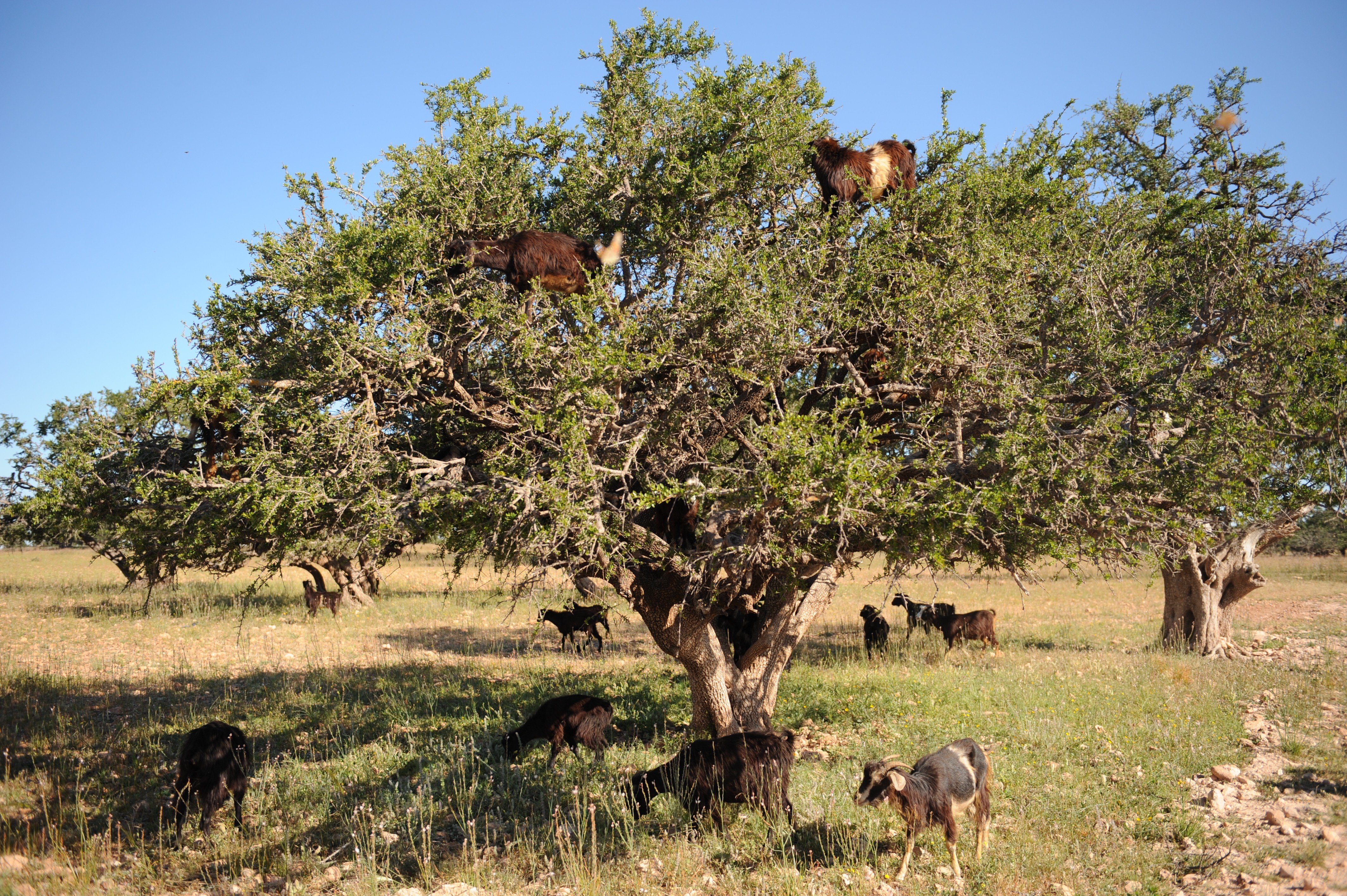 Марокко козлы на дереве