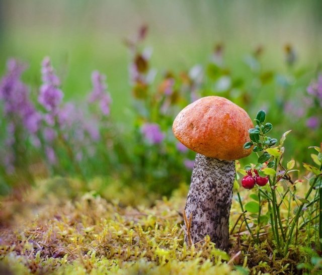 Новости: где в Ижевске и его окрестностях можно собрать полную корзинку грибов или ягод?