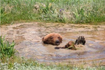медведь в луже