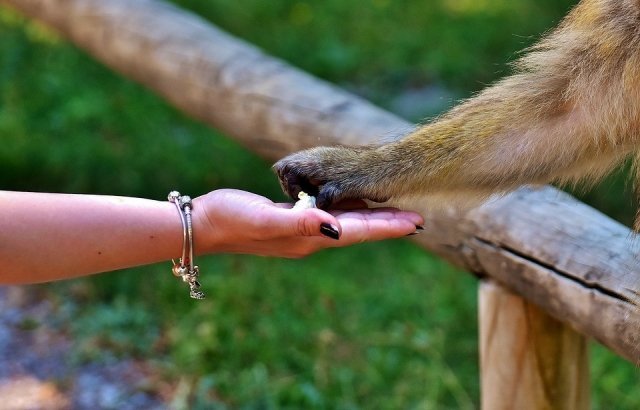 Контактный зоопарк и другие места для общения с животными в Красноярске