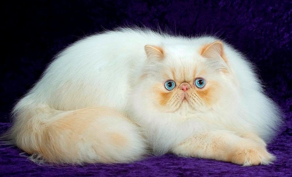 персидская кошка Сургут