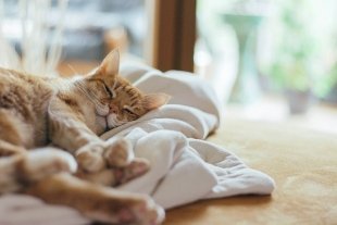 Счастье в котиках