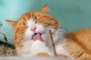 Как порадовать кота?
