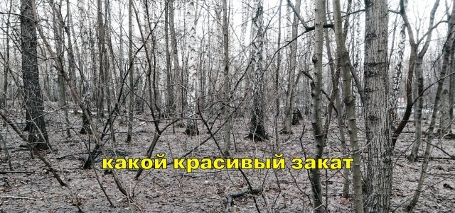 перфоманс Terra nullius