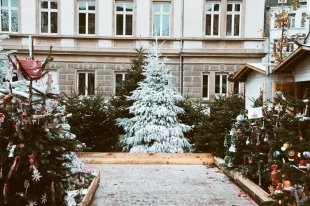 25 мест, где в Ижевске можно купить живую елку