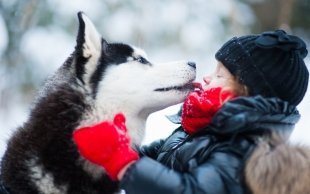В парке Якутова можно покататься на собаках