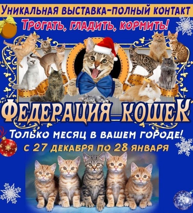 кошка, ижевск, дети, выстпавка