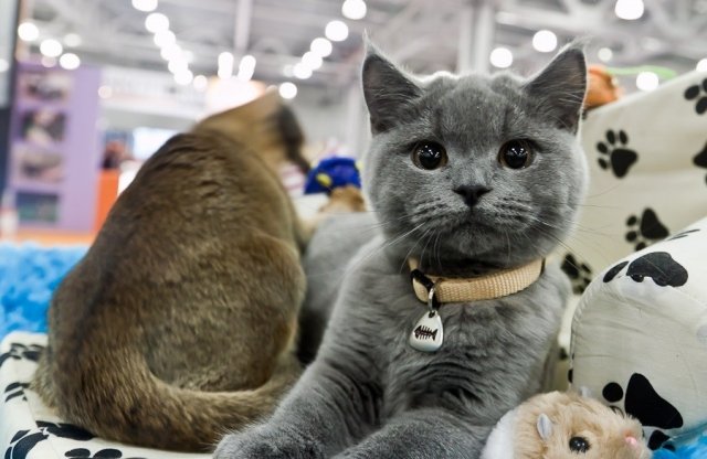 В Уфе пройдет Международная выставка кошек