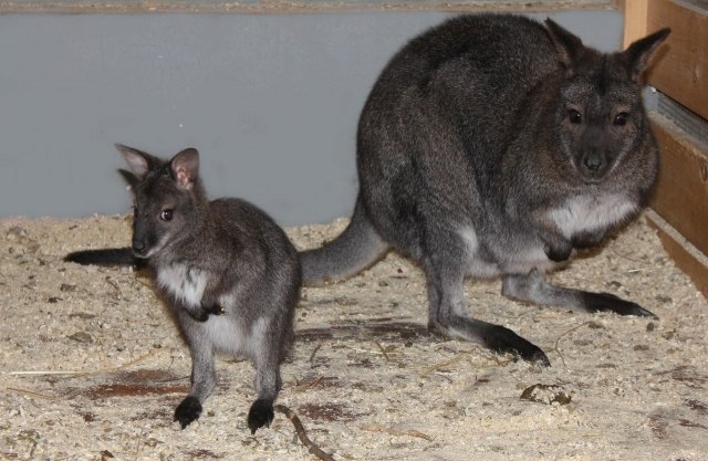 В ижевском зоопарке подрастает малыш-кенгуренок