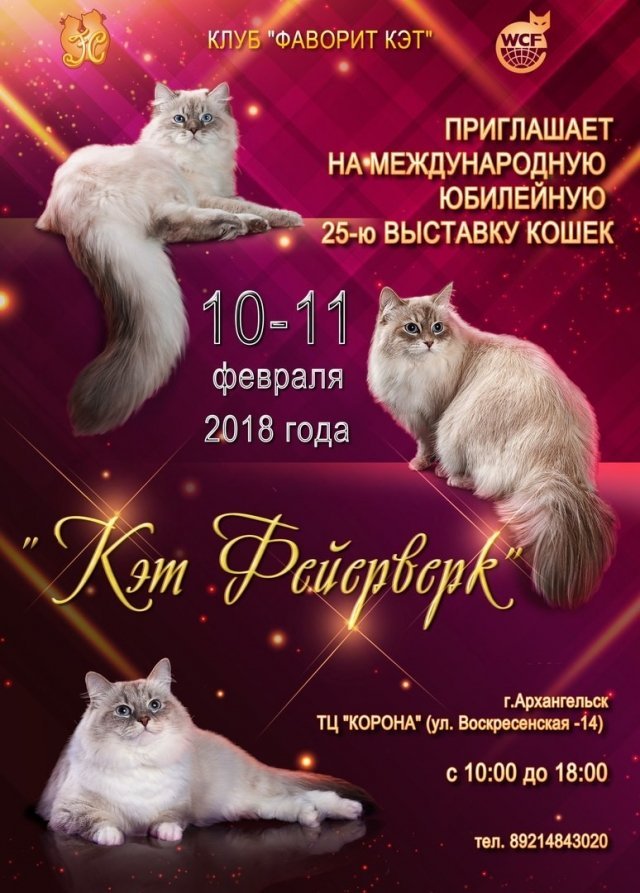 выставка кошек
