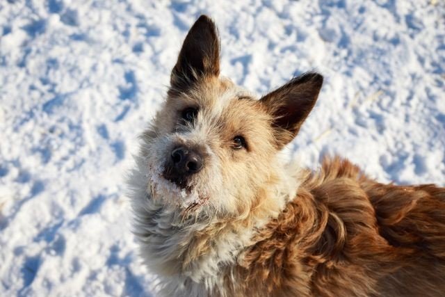 Собака из приюта для животных в Челябинске