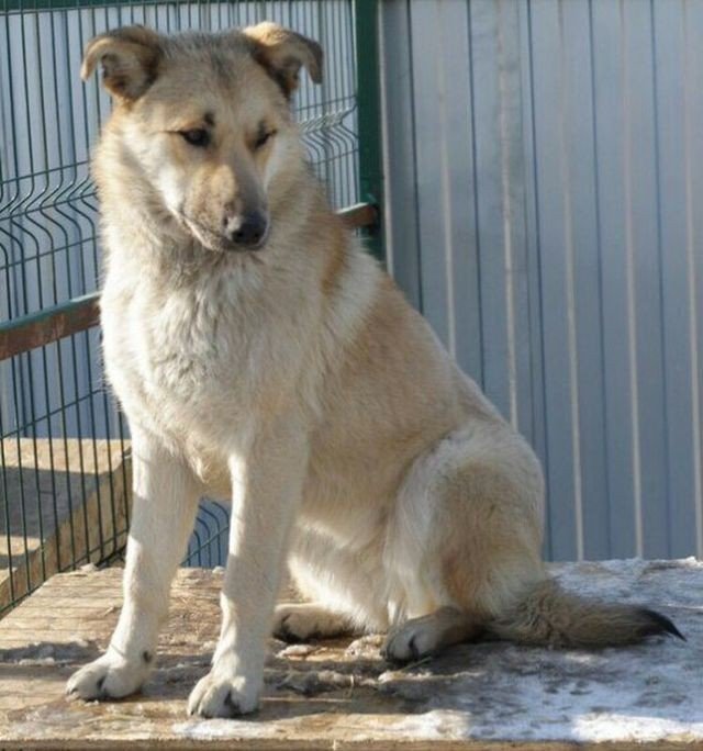 Собака из приюта для животных Бим в Челябинске