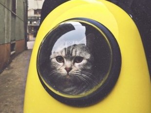 Тест: какой вы котик?