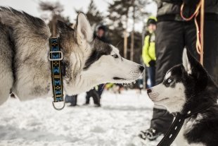 В Сургуте прошел открытый чемпионат по ездовому спорту/ ФОТОГАЛЕРЕЯ
