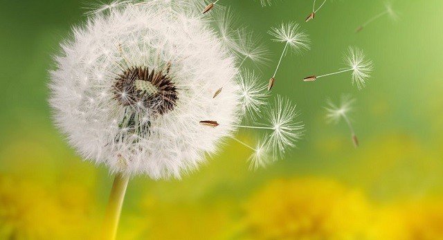 «Яндекс» создал карту пыльцы для аллергиков