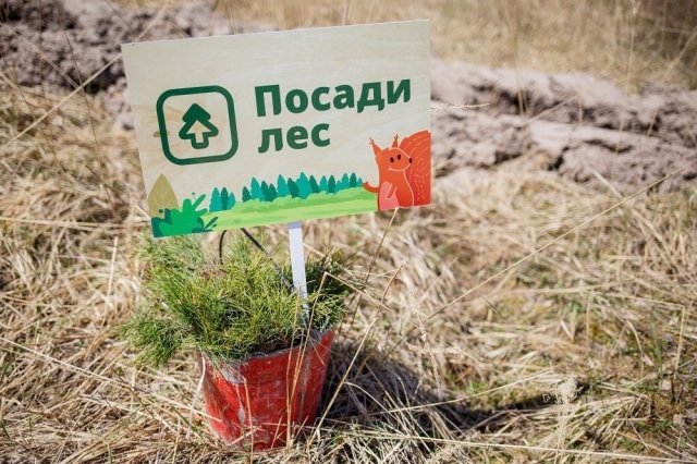 лес, ижевск, посадка, деревья
