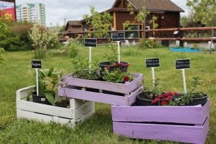 Новости: В ижевском зоопарке открылся «аптекарский огород»