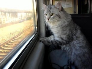 Собаки, хомяки и котики могут путешествовать по РЖД без хозяев