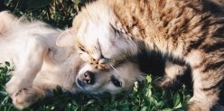 19 августа библиотека имени Пушкина и фонд помощи животным будут отдавать котов и собак в добрые руки