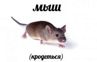 Как и почему «мыш кродеться»: разбираемся в причинах популярности нового мема