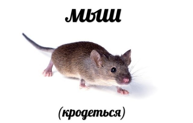 Как и почему «мыш кродеться»: разбираемся в причинах популярности нового мема 