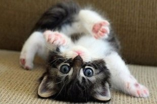В Челнах состоится выставка-раздача котов