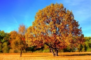 Тест: какая ты осенняя песня?
